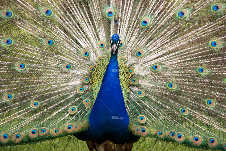 Peacock 