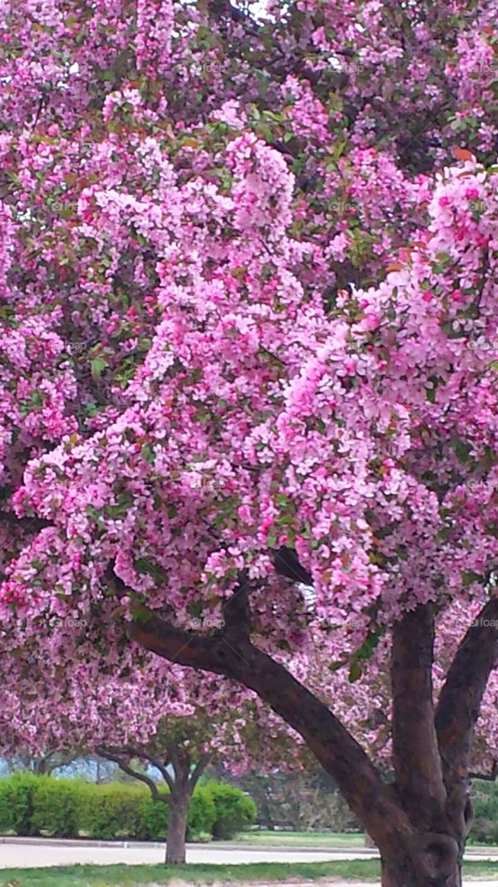 flowering trees in the park. The blooming trees in my favorite park