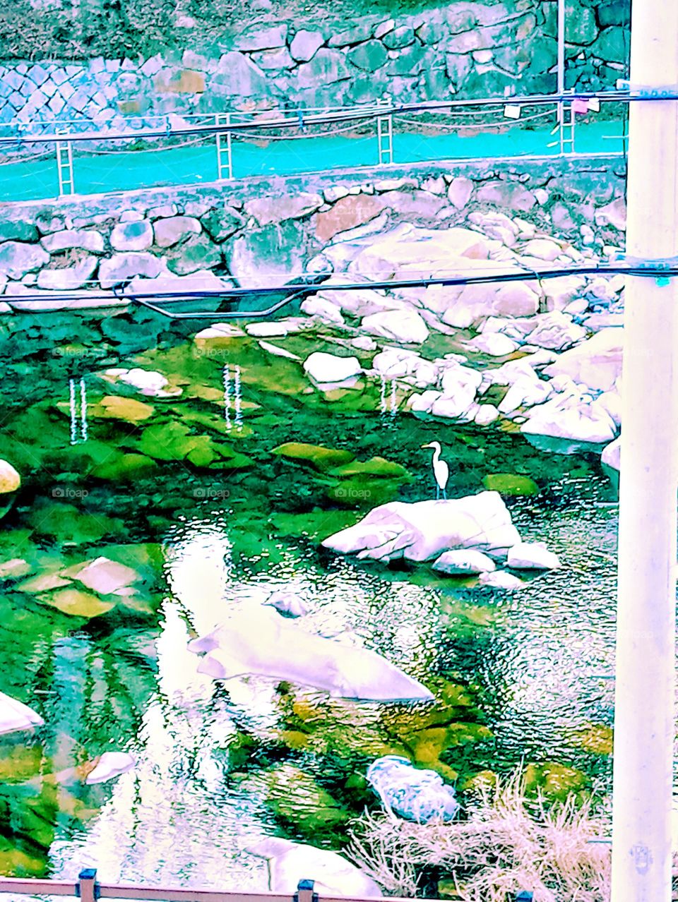 The Big White King fisher Bird on Top of the Rock in The middle of the River Bank Surrounded By Lots of Big Rocks.