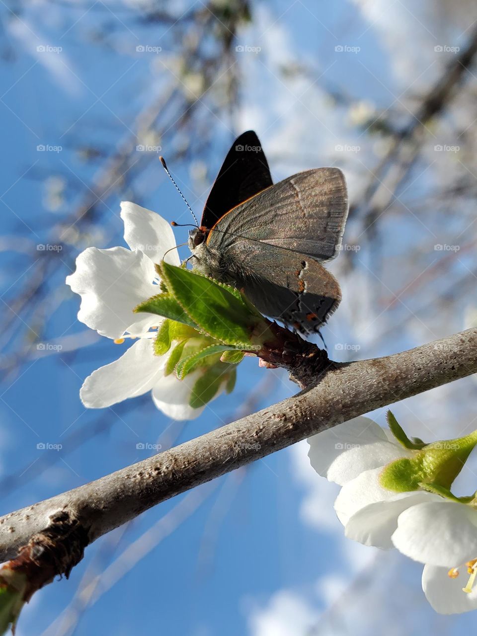 First signs of Spring.  A gray hairstreak butterfly pollinating white plum tree flowers.