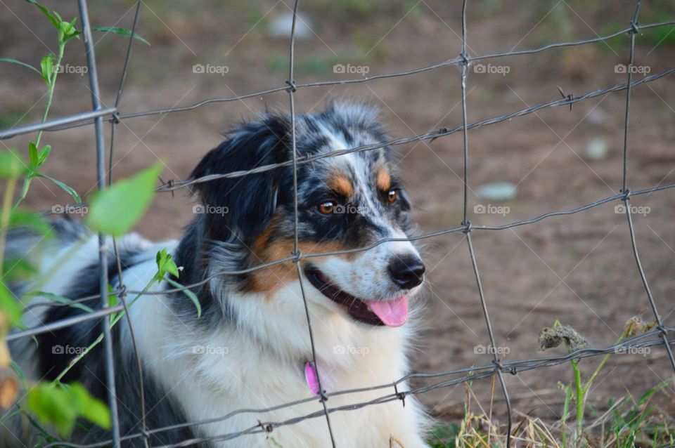 Close-up of a dog mouth open