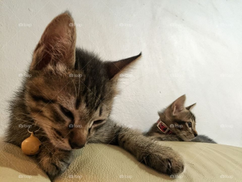 Sleepy Cats.Duo -Kota Kinabalu,Sabah Malaysia.
