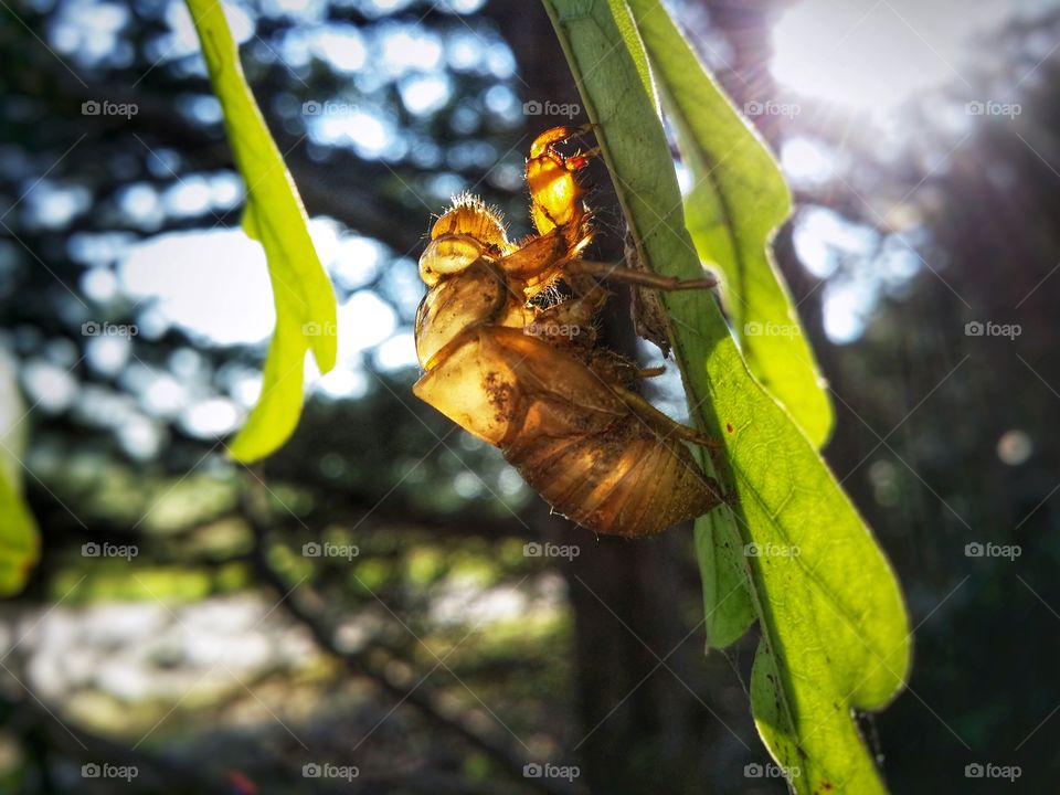 Cicada shell hanging from an Oak leaf in the summer sun I always miss the cicadas song when they are gone memories of summer