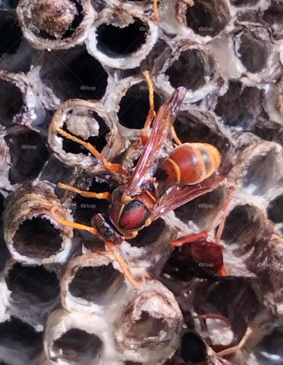 a wasp building a nest   "multiverse"