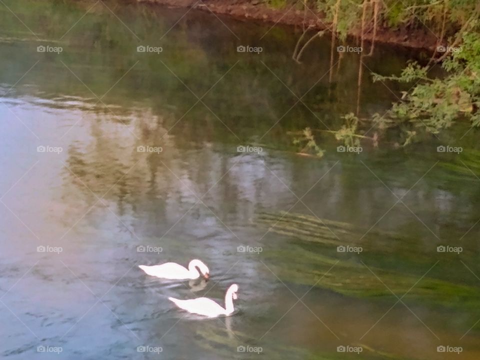 Swans on the Severn, Arley, Worcestershire