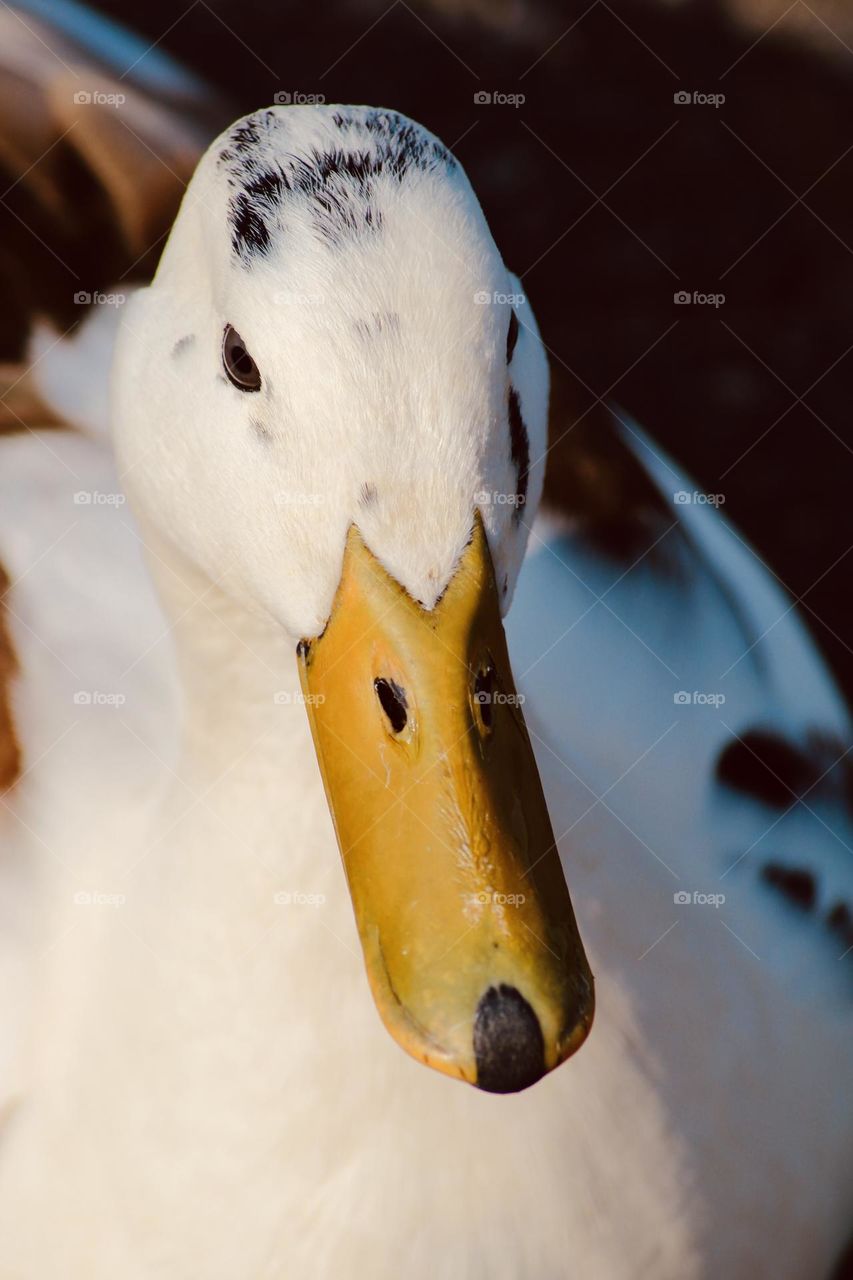 Duck