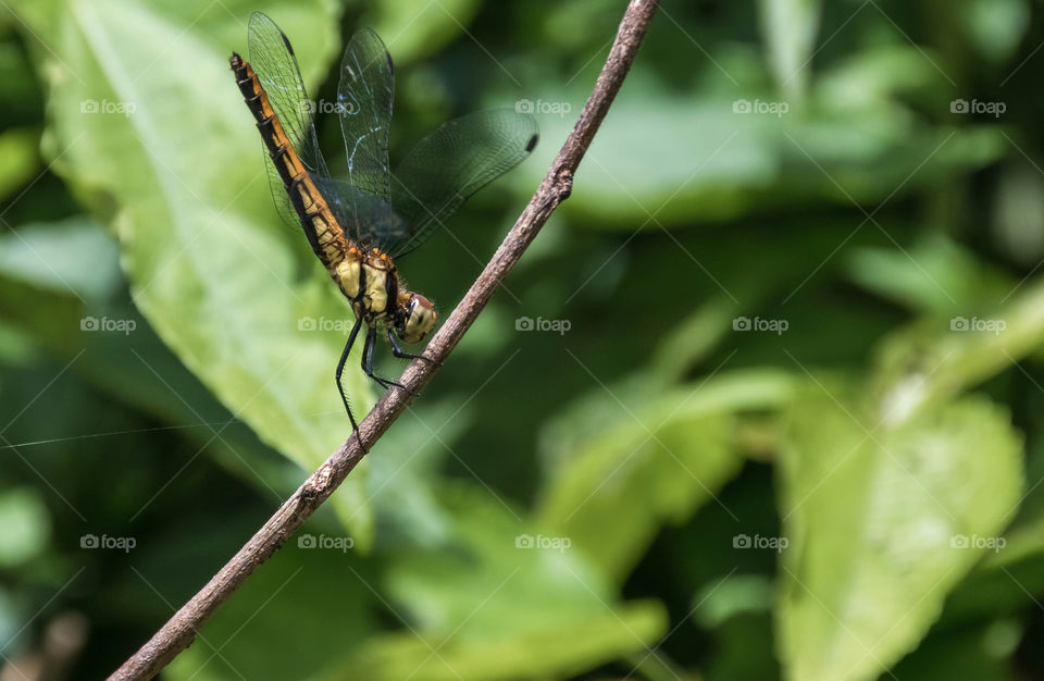 An acrobatic skills display of a dragonfly 😀