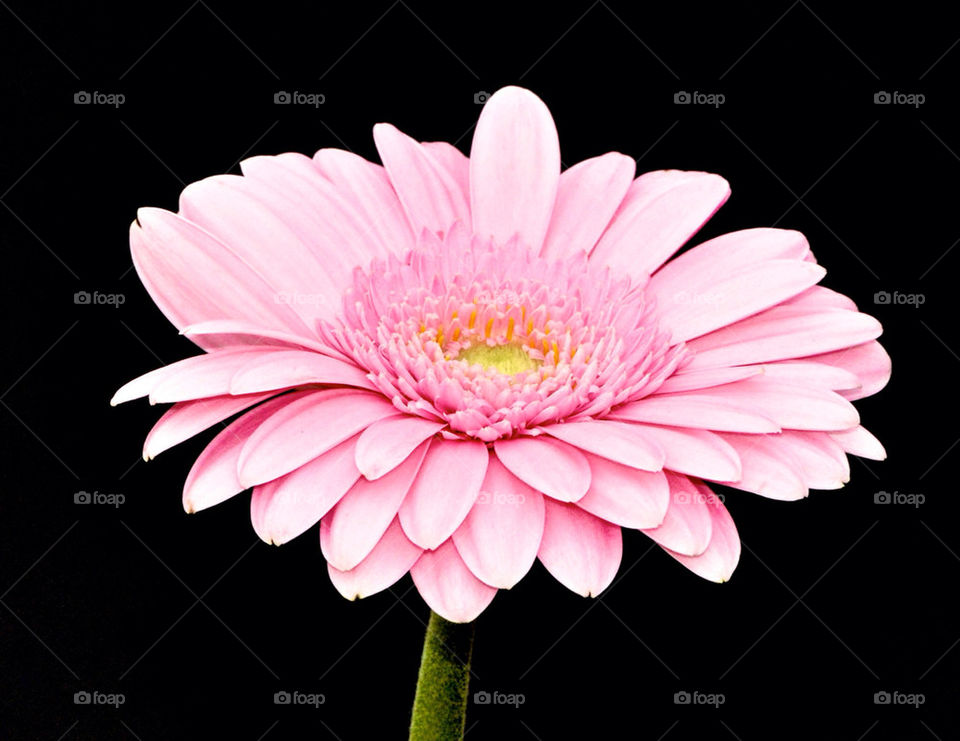 pink flower petal colour by gp56