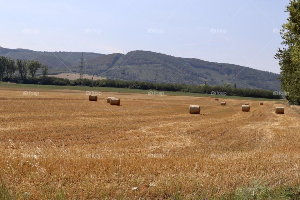 Wheat field 