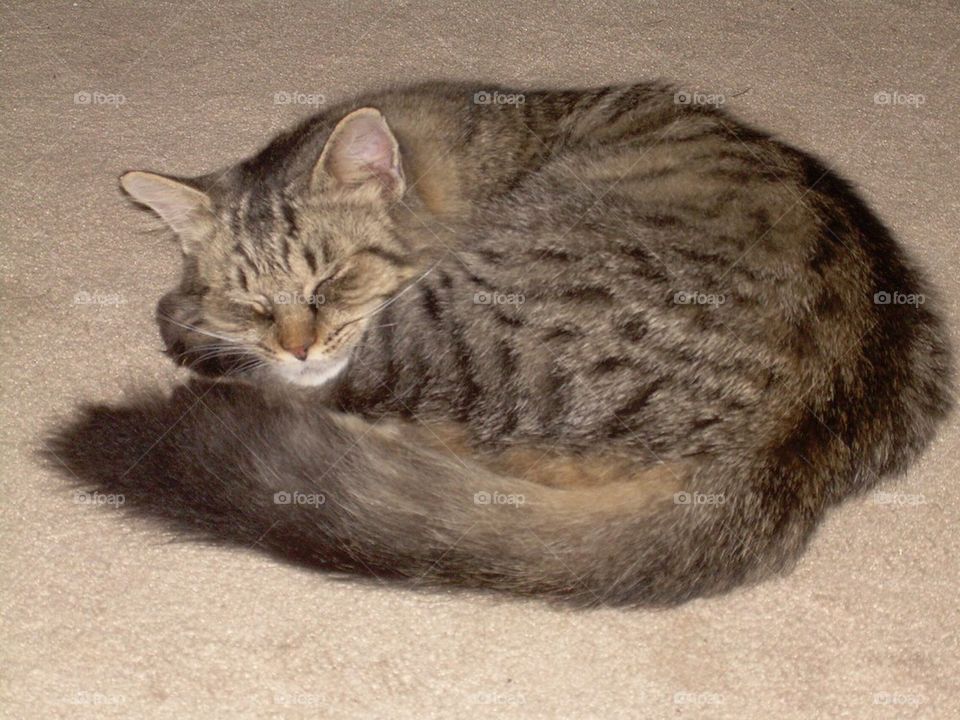 Sleeping tabby cat