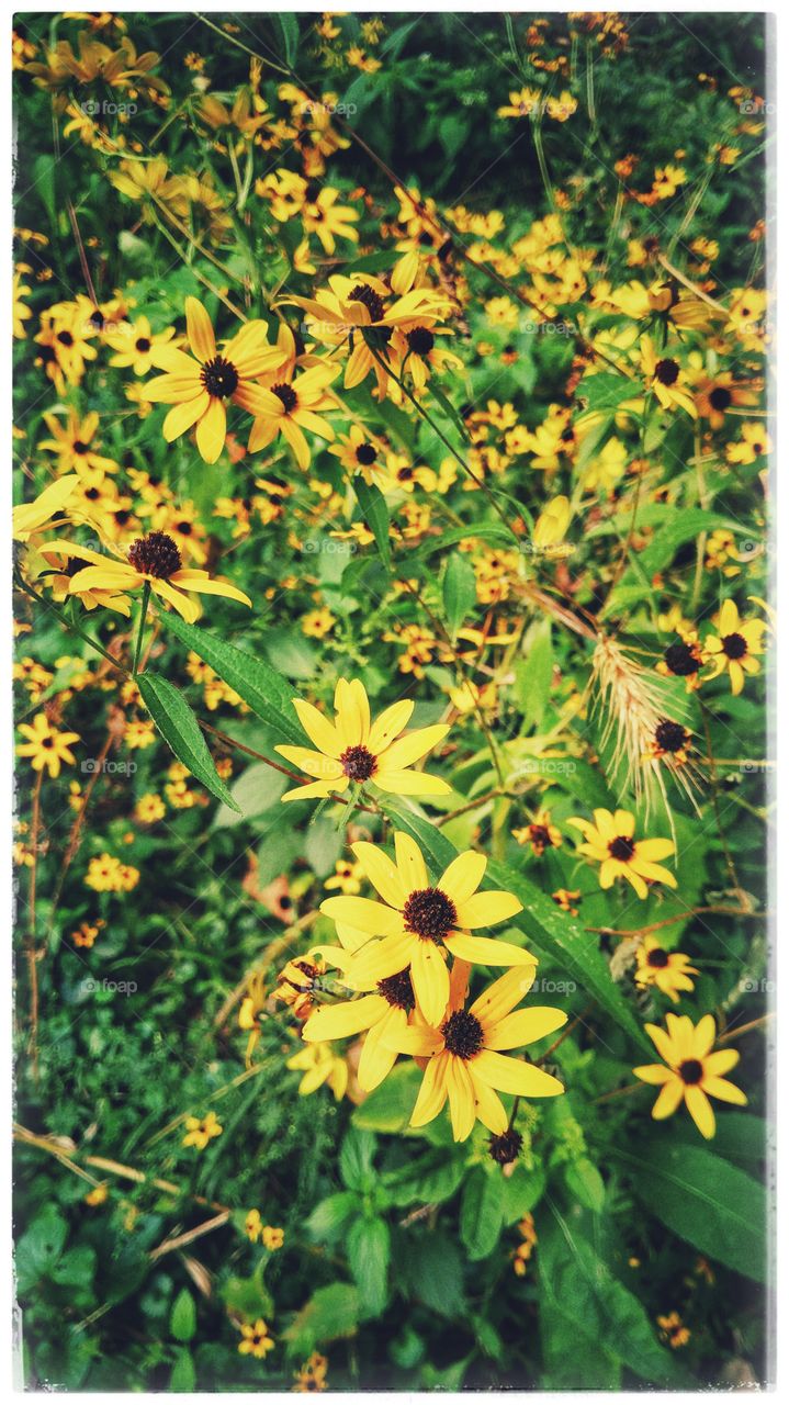 Black-eyed Susans galore