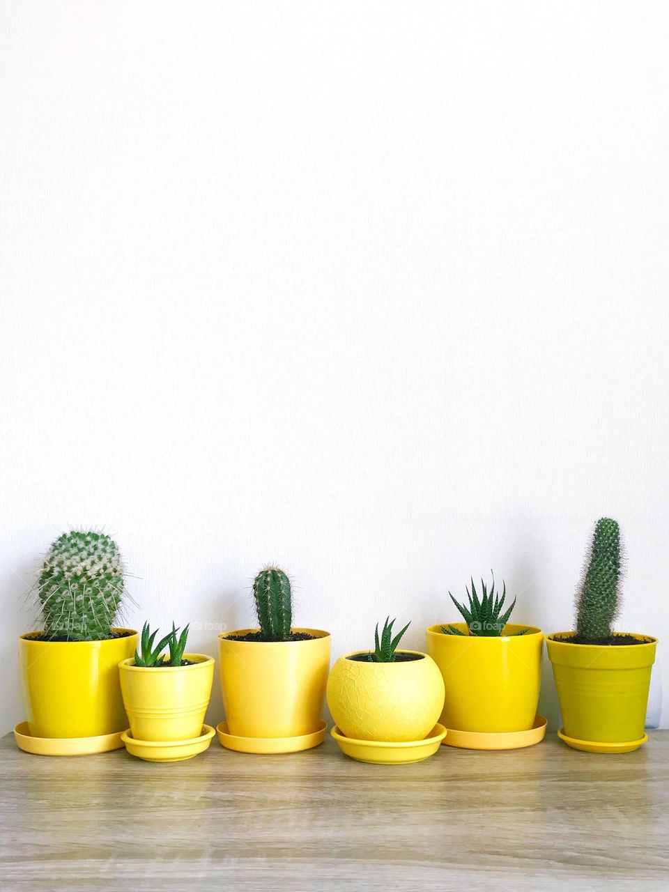 Cacti on yellow pots