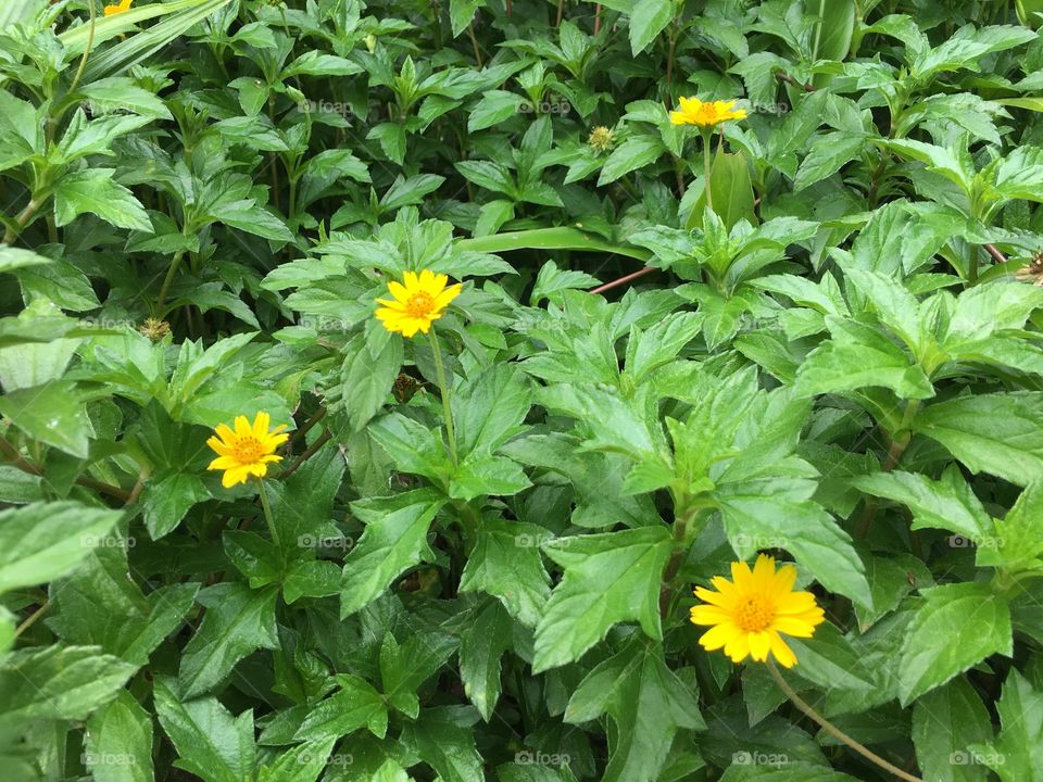 Yellow flower