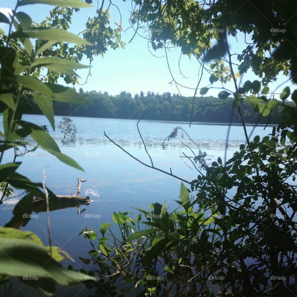 Peeking through the woods