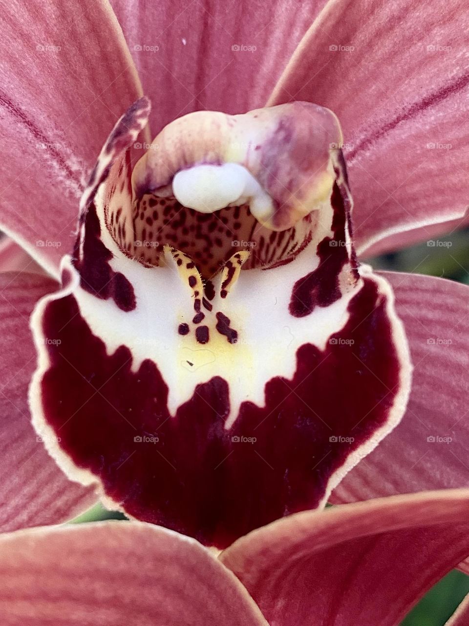 Close up of a pink orchid