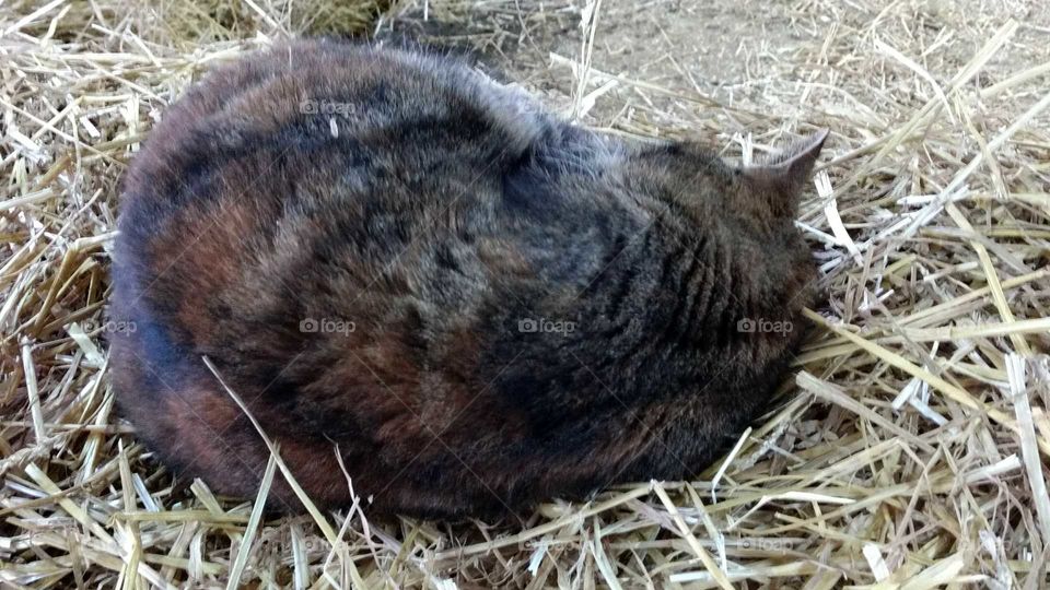 Animal, Mammal, Nature, Cute, No Person