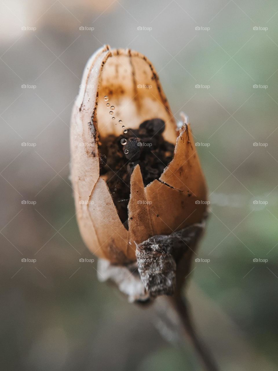 Plants of late autumn