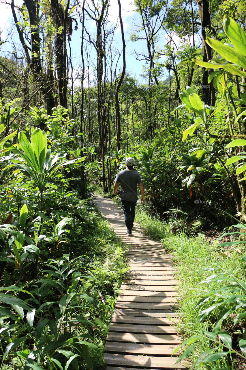 Hiking in tropical forests of Maui 