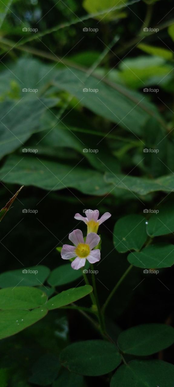 naturelove, drak picture, beautiful, flowers