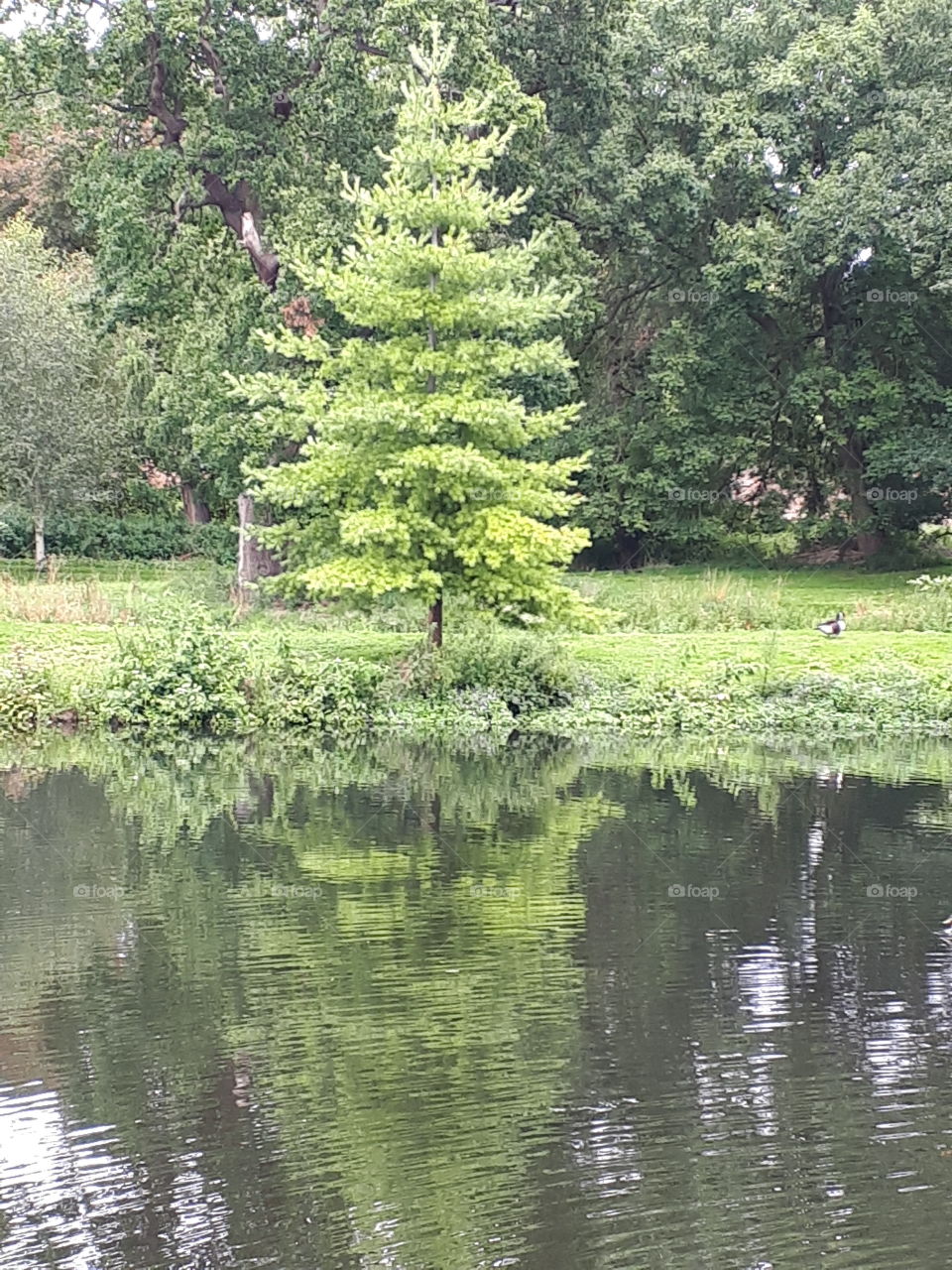 Tree Reflecting On Water