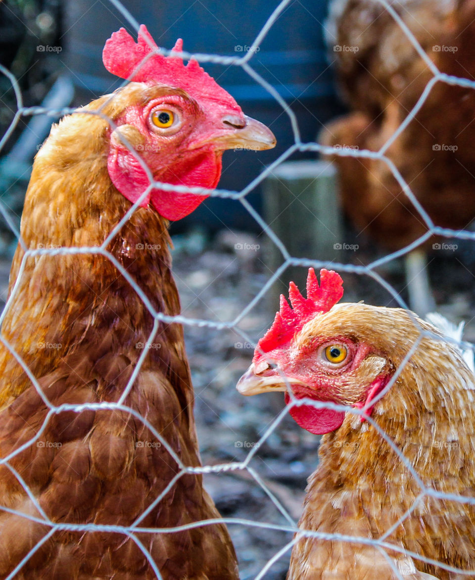 2 plump chickens eye us up cautiously through the wire of their run