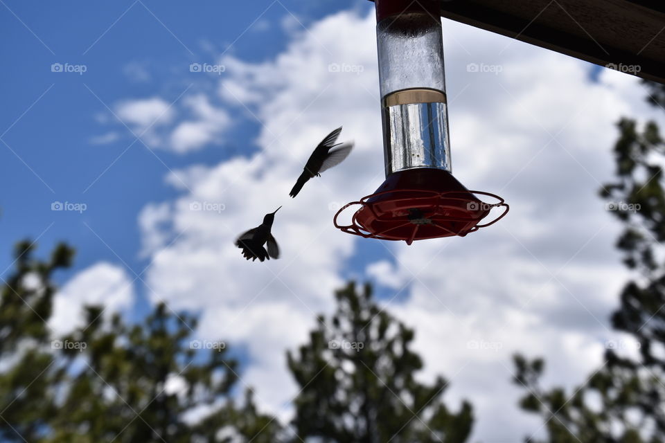 hummingbirds