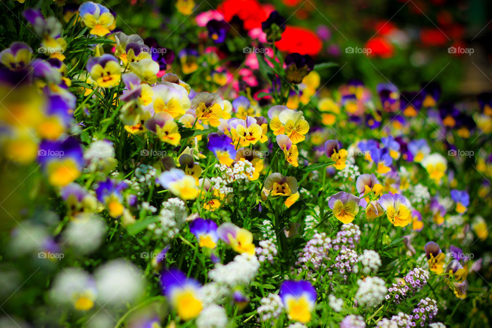 Colourful flower.. The beauty colourful flower.