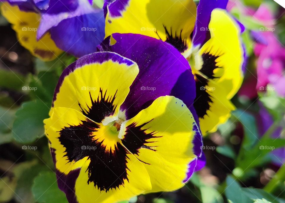 Complementary Colors, Flower