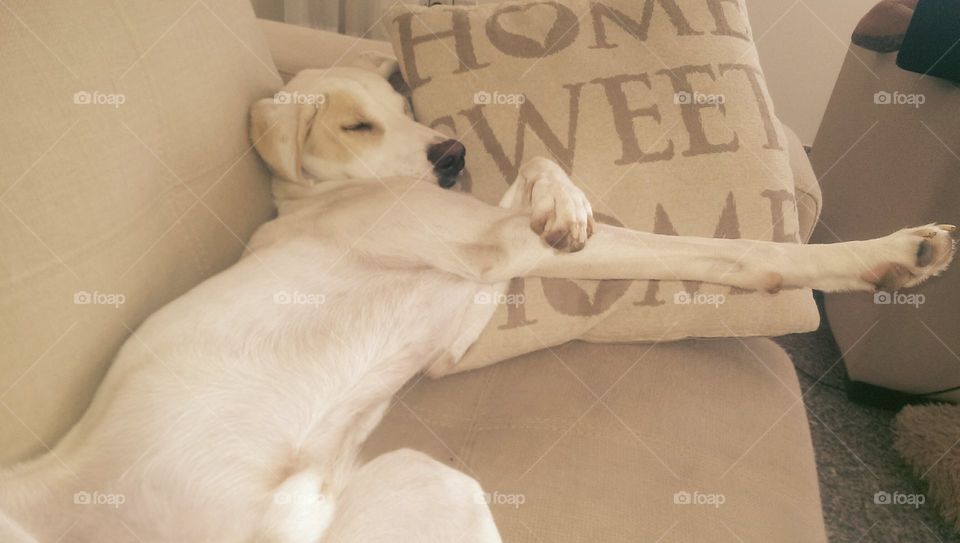 dog sleeping. my dog sleeping in a funny weird position