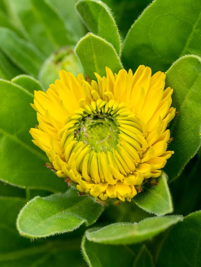 Blooming