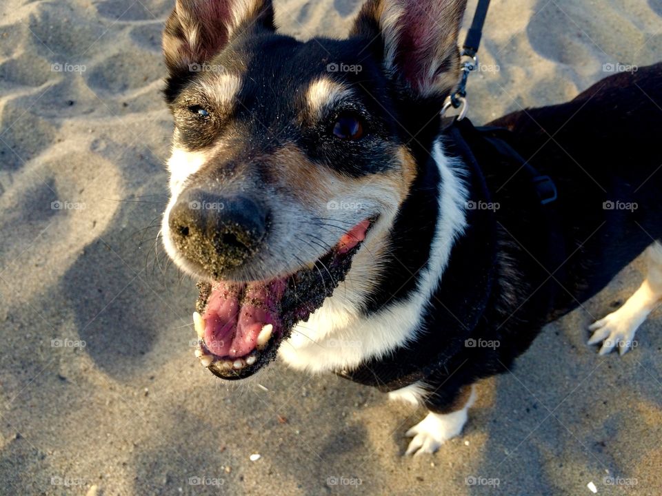 Close-up of a dog standing on the beach