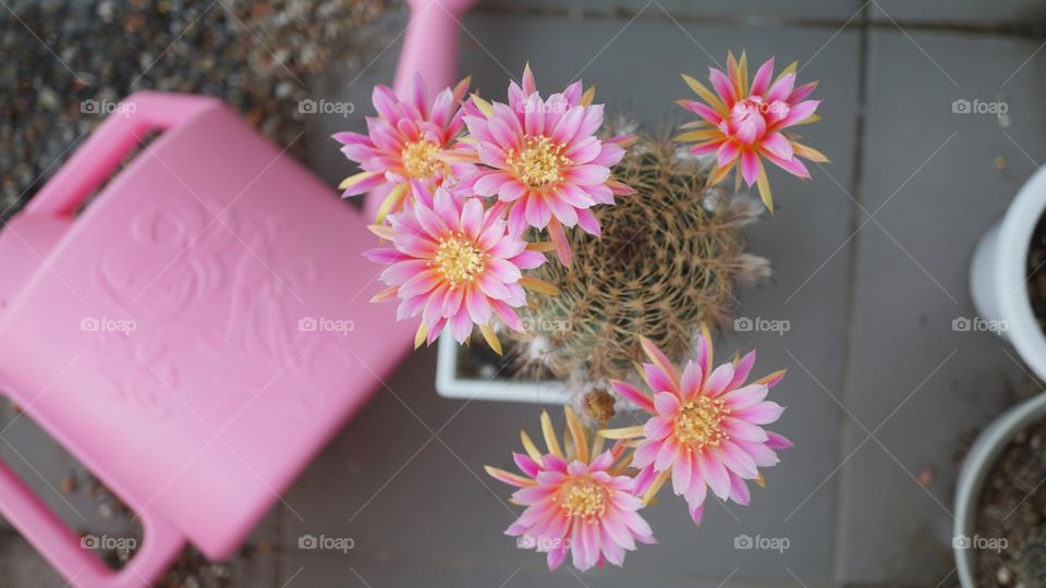 cactus lobivia bloom flowers