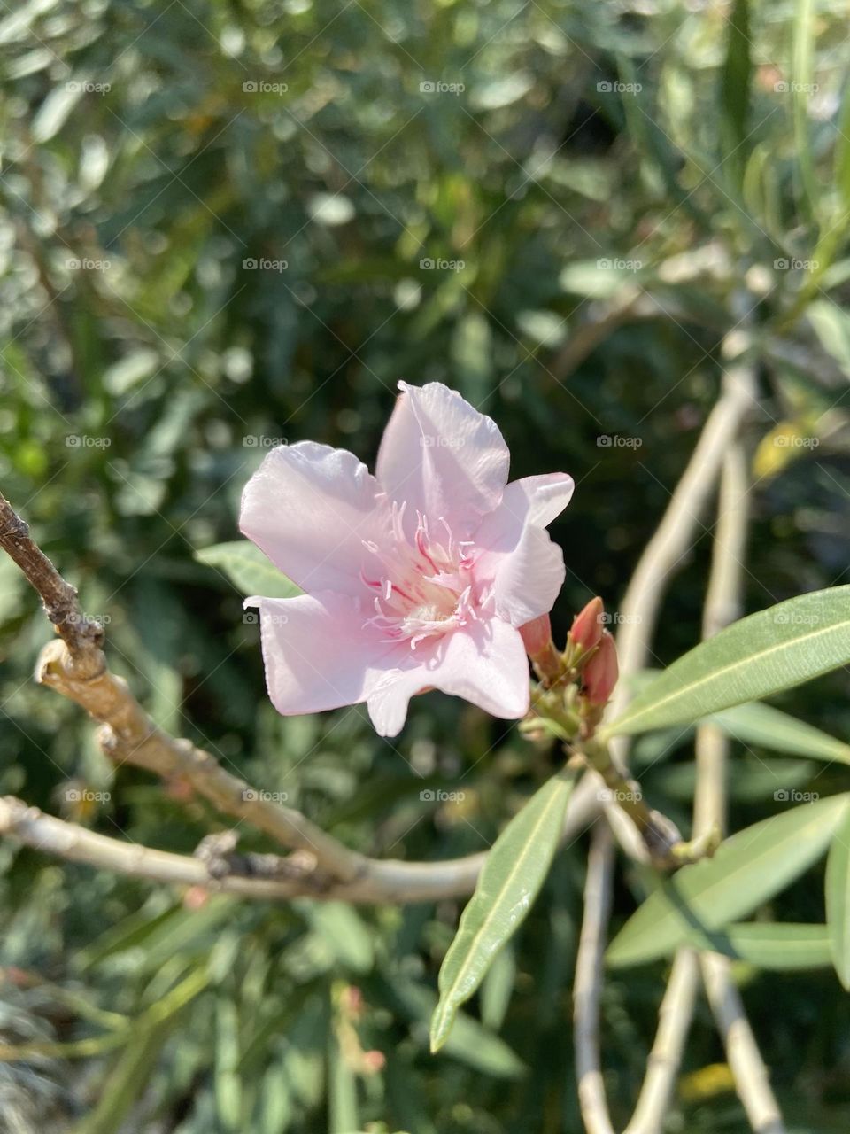 A solitary light pink flower blooming in the springtime with the  promise of new blooms bursting from the flower buds.