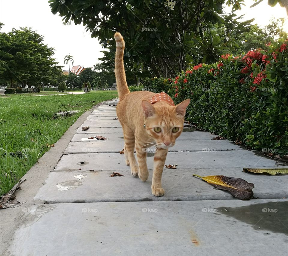 Close-up of a cat walking