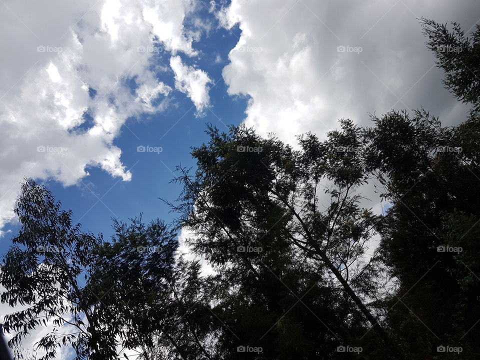 Beautiful sky and trees