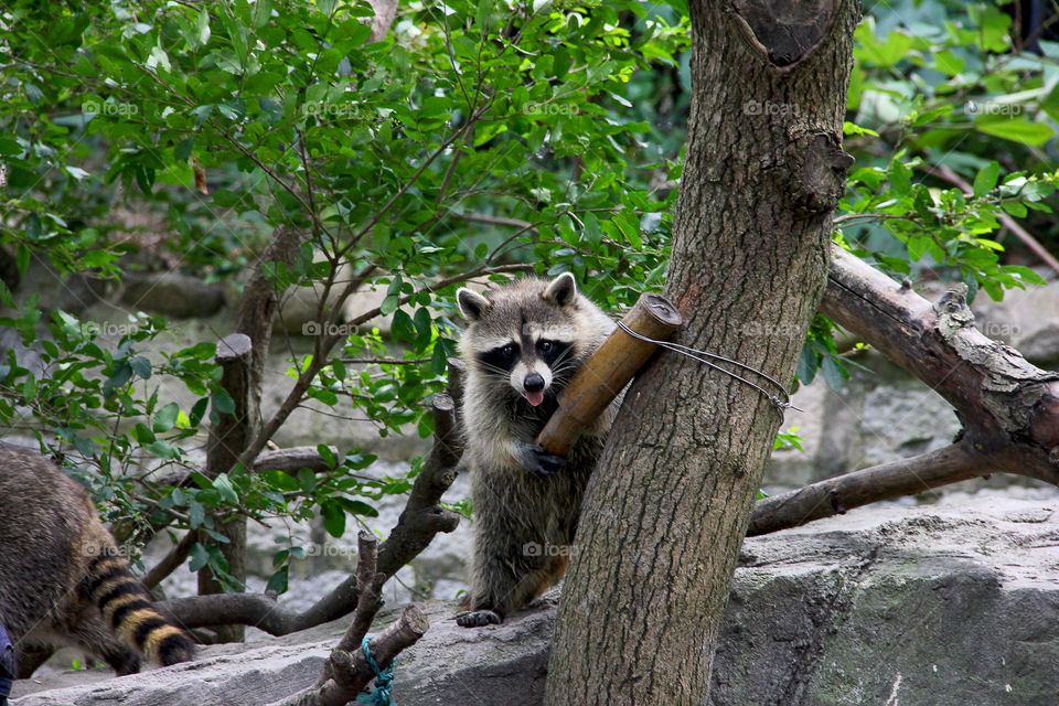 Clever raccoon stealing the food of the other raccoons in the wild animal zoo in China.