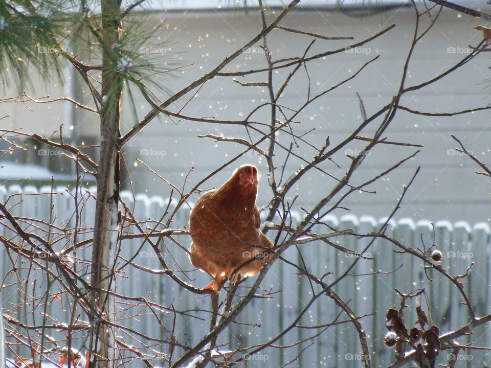 Chicken in a tree. snowflakes falling