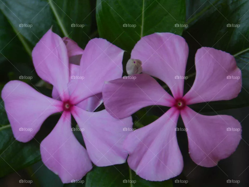 flower