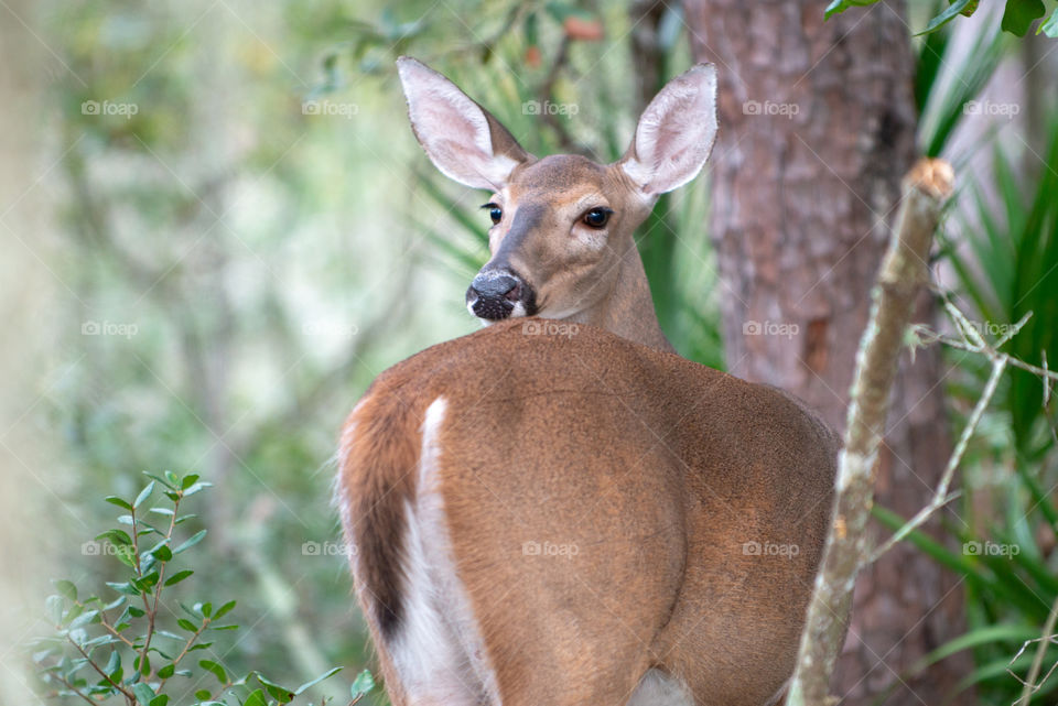 Deer looking over shoulder