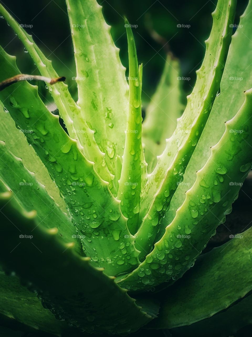 Aloe vera