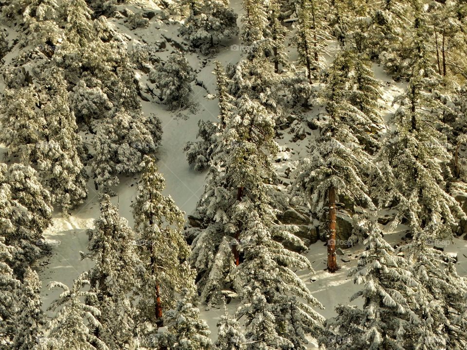 Snowy Conifer Forest