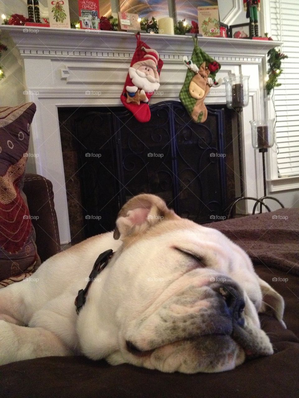 First Christmas Bulldog