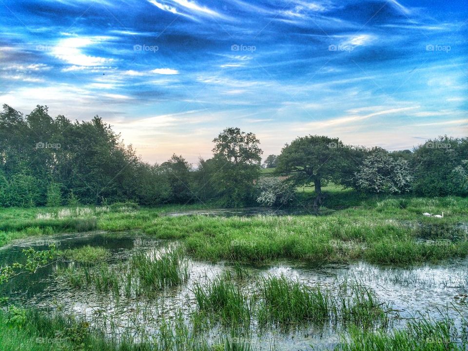 Scenic view of nature