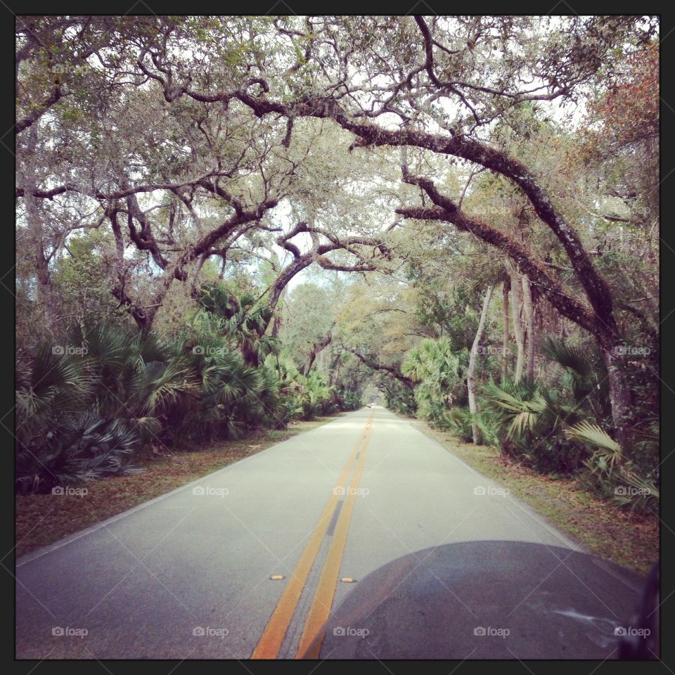 Tree Tunnel . Motorcycle ride through a tree tunnel in Florida  