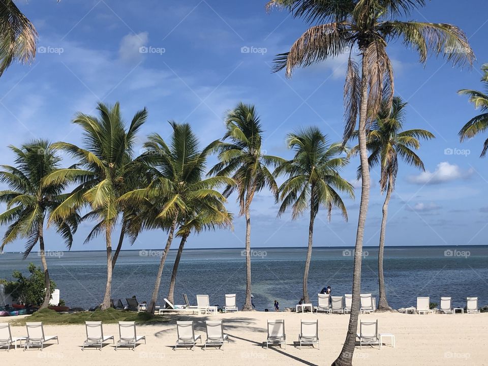 Lounge chairs on beach with magestic palm trees, blue skies and ocean views. 