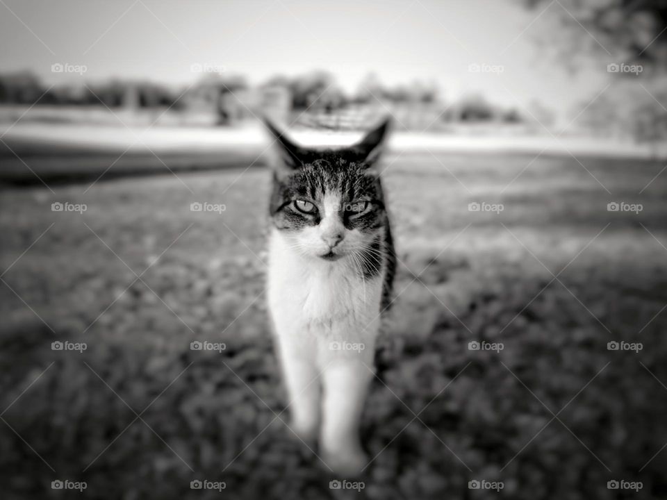 Tabby cat walking in grass in black & white