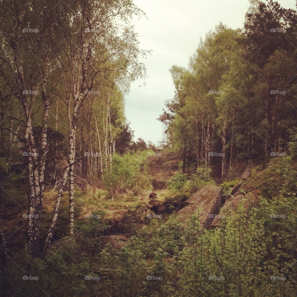 nature trees woods by leta