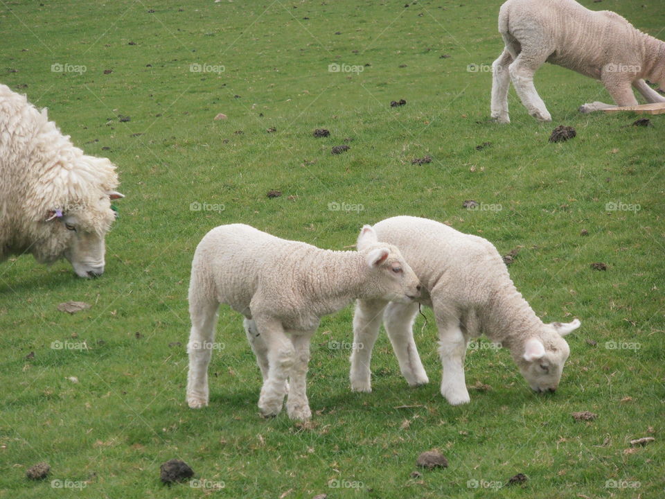 Lambs With Mother