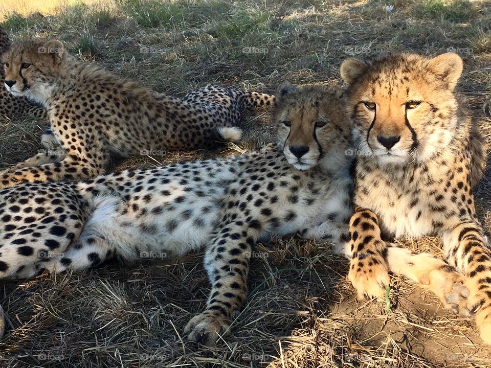 Cheetah Family.