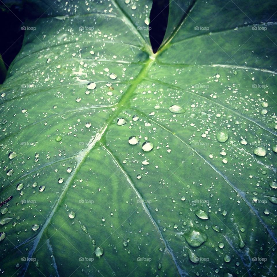 Water Leaf 